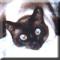 october_cat