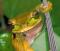 kurzan
