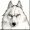 wolf6424