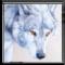 greydog