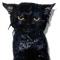 Sibircat