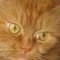 zhuzhacat6