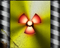 Protoplasma