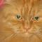 zhuzhacat