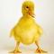 goose77rus