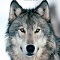andrey_shi