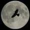 fullmoon1