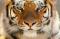 siberiantiger