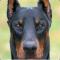 dober76