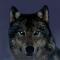 nightwolf_1100