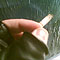 v_tanke
