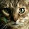 volandreal