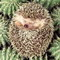 Egel