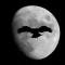 hawk_black