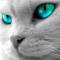 vincent3