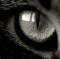 kovin_79