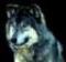 Wer_wolf