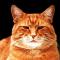 cat100