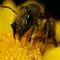 old_bee