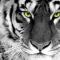 vetrow