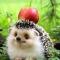 hedgehog-1