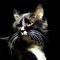 blackcat66