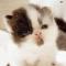 Lazy_CaTT