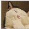 catbaun