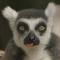 lemur4ik