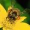 madbee103