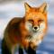 namedfoxtrot