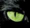 CaneCat