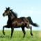 Equuleus