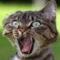 Wild_Tiger