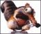Hawkie
