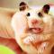 uberhamster
