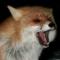 FoxesLis