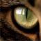 marchcatyar