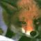 _redfox_