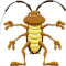 Blaberus-1