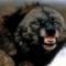pokker_spaniel