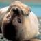 LuckyWalrus